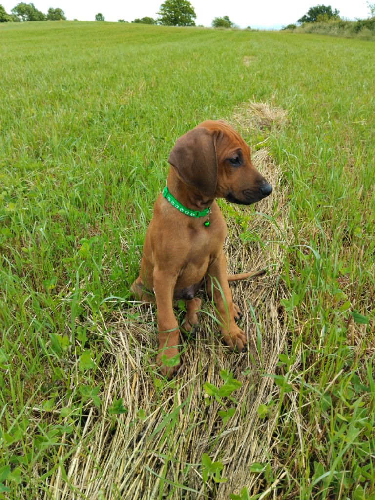 Philippe Rusconi - Chiots disponibles - Rhodesian Ridgeback