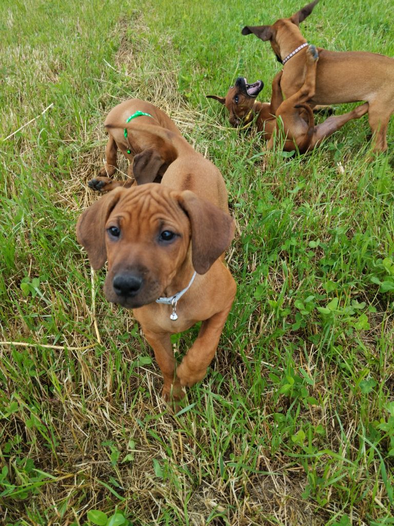 Philippe Rusconi - Chiots disponibles - Rhodesian Ridgeback