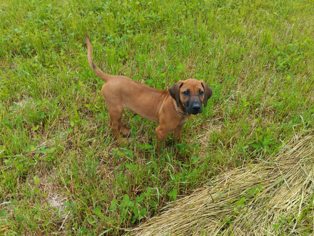 Philippe Rusconi - Chiots disponibles - Rhodesian Ridgeback