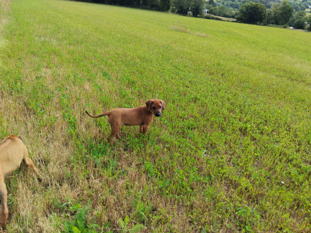 Philippe Rusconi - Chiots disponibles - Rhodesian Ridgeback